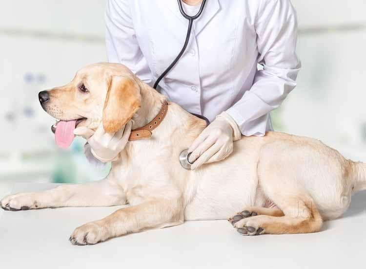 Veterinary clinic Service