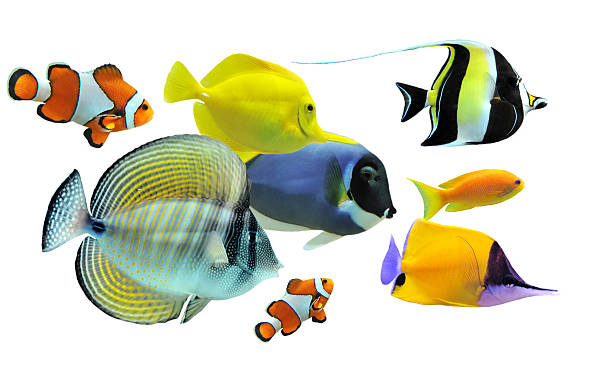 Ornamental Fish 1