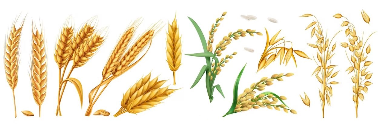Wheat and barley 1